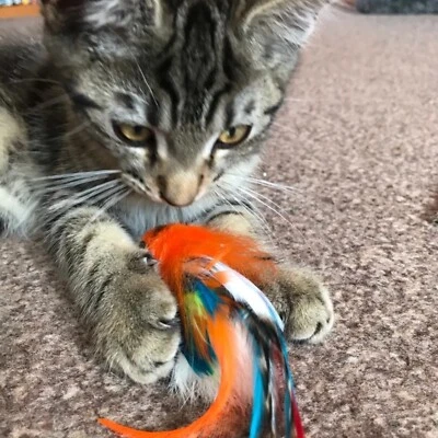 Percy Parrot Bird Cat Toy Teaser Play Chase Toy by Tiga Toys, Bird Toy Handmade