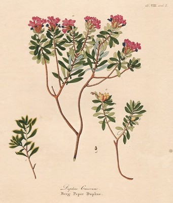 Daphne Cneorum silk bast mezereon copperplate engraving botanical Krauss 1802