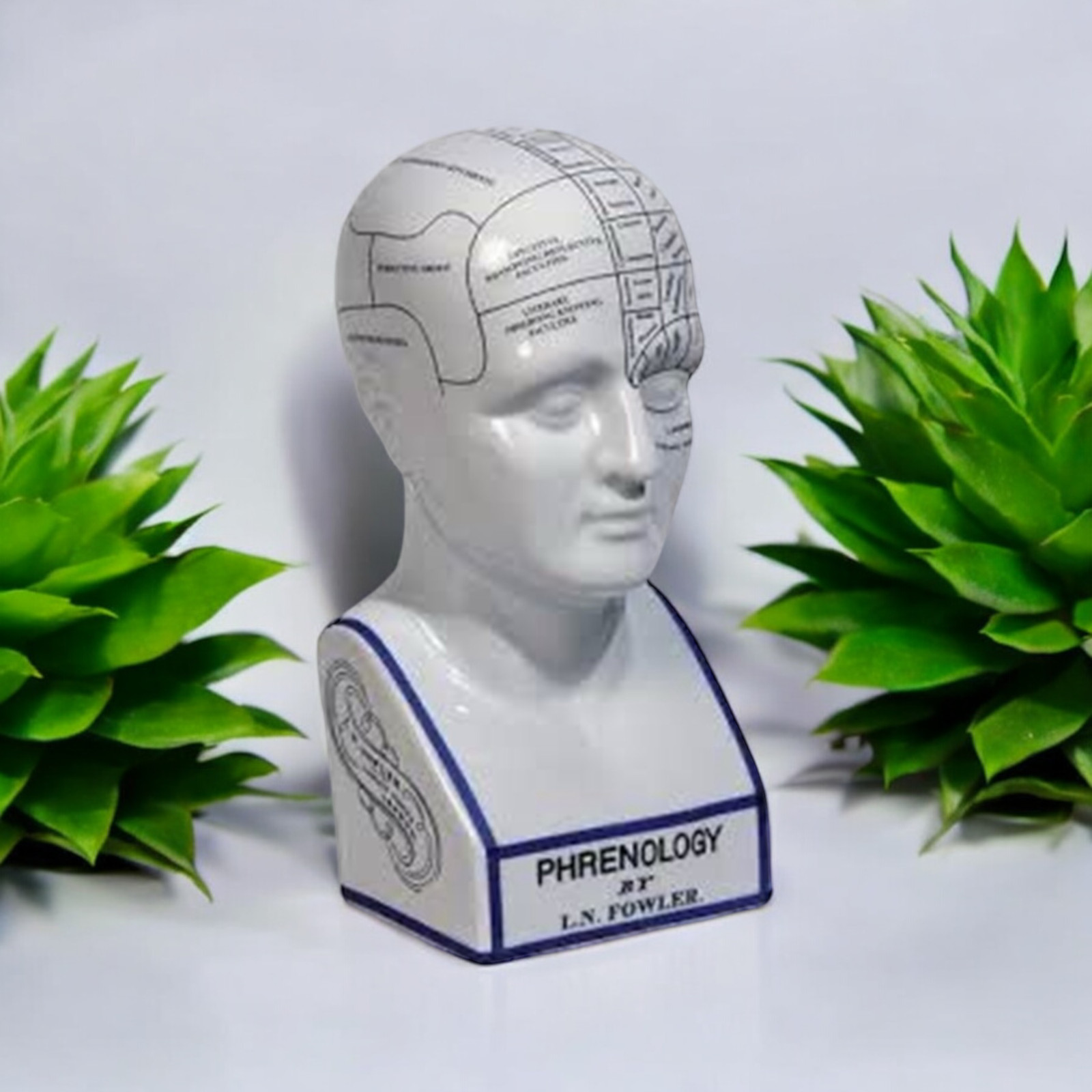Head - Phrenology by L.N. Fowler - Ceramic - auction online Catawiki