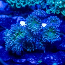 Duncan Coral, 4-6 Polyps - Beginner LPS