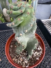 Cereus forbesii Spiralis - Spiral Cactus - 7” tall Thick Spirals!