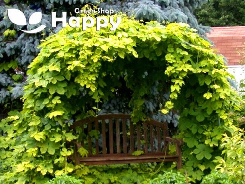 CLIMBING FLOWERS - Vines - Thunbergia Morning Glory Sweet Pea - Flower seeds - Picture 111 of 121