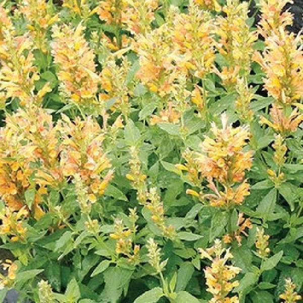 Agastache/Colibrí Menta/Planta viva de hisopo, planta de inicio saludable para la venta Foto 4 de 4