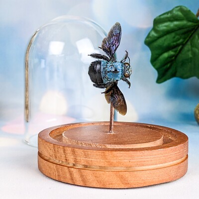 Preserved Blue Carpenter Bee Taxidermy Oddities entomology dome specimen gift