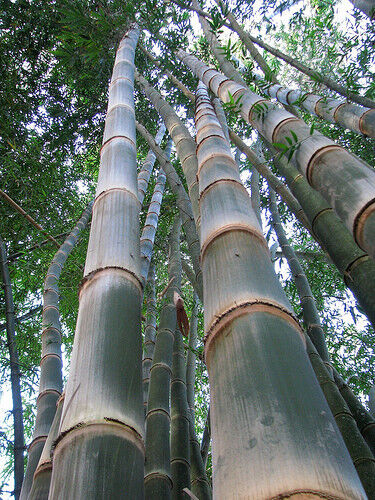 Dendrocalamus asper (Giant Fast Clumping Bamboo) 10 SEEDS •Rare Garden Plants UK - Picture 1 of 5