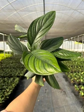 Monstera Black Onix | Live Indoor & Outdoor House plant in 6" Pot