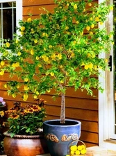 Meyer Lemon Tree - 36"-48" Tall - Live Citrus Plant In 12" Tall Citrus Pot