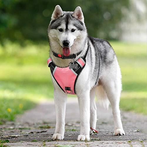 babyltrl dog harness