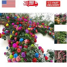 200 Mix Climbing Rose Seeds for Planting Outdoors Ornamental Climbing Flower...