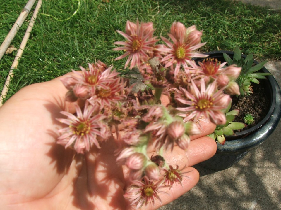 Houseleek Sempervivum rockery plant alpine Hardy Perennial Garden Plant