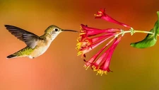 Hummingbird Wildflower Seed Mix Perennial Garden for Hummingbirds Easy to Grow