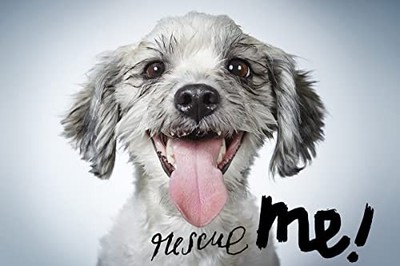 Rescue Me!: Dog Adoption Portraits and Stories from New York City by  1597113387