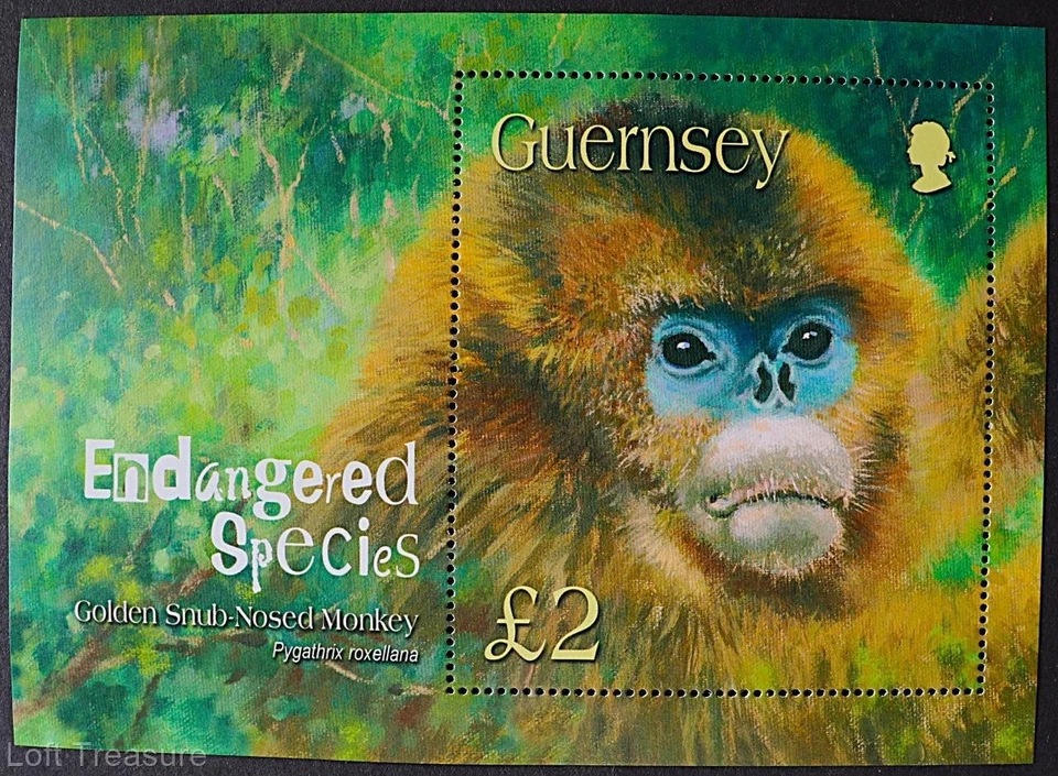 Estampillas de Guernsey: Paquete de presentación "Mono nariz desaire dorado" 2004 Foto 2 de 4