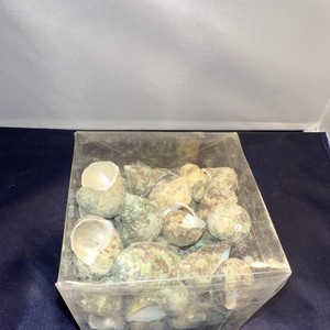 Box of Turbo Shells Decorative Natural Spiral for Crafts, Decoration, Collection