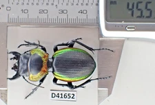D41652. Insects, Beetles, Carabidae: Mouhotia sp. Laos!!!!!!!!!
