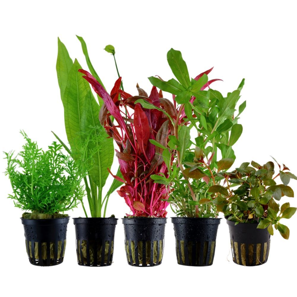 Set Di Piante Con 5 Vasi Di Sfondo Per Acquario AquaOne Nr.142