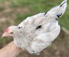 6+ Lavender/Splash Indio Gigante F1 Hybrid Hatching Eggs! RARE! — photo 7