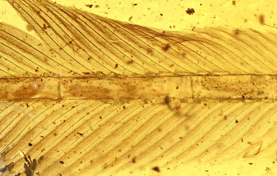 Rare Aves Bird Feather, Fossil insect inclusion in Burmese Amber