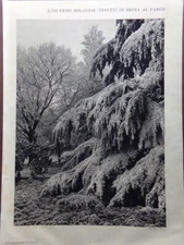 1929 Print Milanese Winter: Frost Effects at the Winter Park