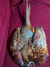 Ringneck pheasant taxidermy Flat Full With Tail