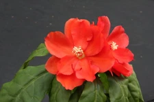 Pereskia bleo, rare cacti plant abrojo rodocactus spine cactus succulent 4" pot