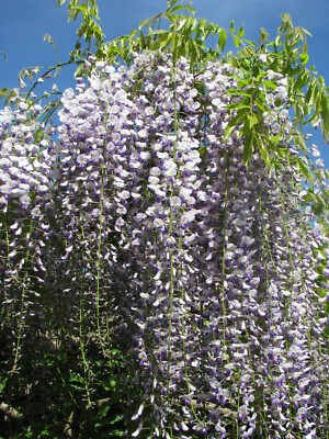 Japanischer Blauregen Wisteria floribunda Pflanze 5-10cm Japanische Wisteria  | eBay.de