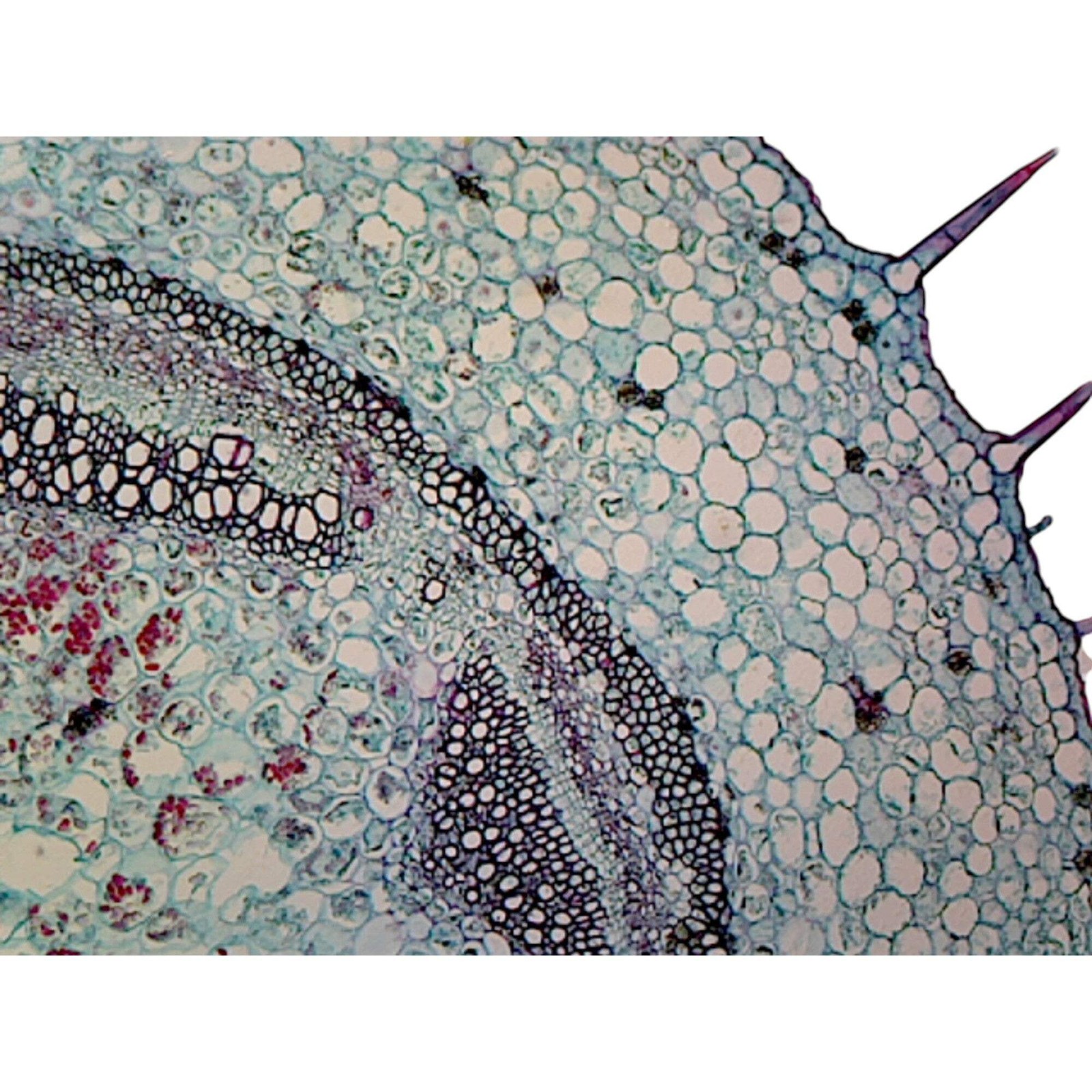 Geranium Stem; Typical Dicot Stem; Cross Section