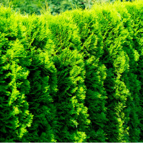 50 Western Red Cedar Trees/Thuja Gelderland in 9cm Pots Evergreen Hedging Plants - Picture 1 of 2