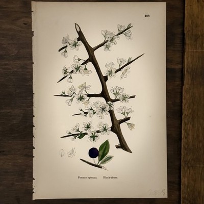 1864 Sowerby Blackthorn Botanical Print Prunus Spinosa Antique Dark Academia Art