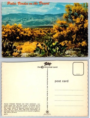Palos Verdes Desert Arizona Postcard Petley Continental Card B859