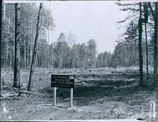 1972 Photo Tree Area Clear Cut In Spring Replanted With Norway Pine Ecology 7X9
