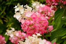 Hydrangea Paniculata Pinky Winky, Two Toned Blooms, In 2L Pot