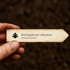 Brachypterum robustum SEEDS - Robust false indigo | Brachypterum