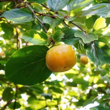 Sharon Fruit Exotic Garden Tree Plant 1 x 2 Litre Potted Hardy Nursery Plant T&M