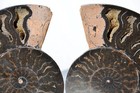 Large Black Ammonite PAIR Deep Crystals 110myo FOSSIL LRG 113mm 4.5" 9589ee — photo 2