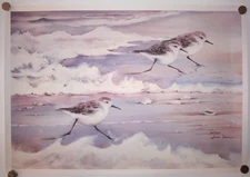 Shorebirds Sandpipers June Fortin Watercolor Art Print 554/1000 Signed Numbered