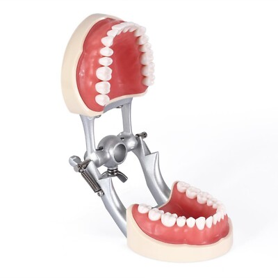 Dental Model With Screw-in Teeth fit Kilgore NISSIN 200/500 Type