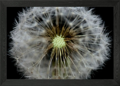 Schlagkugel Pusteblume Makro gerahmtes Wandbild Poster Leinwanddruck Bild