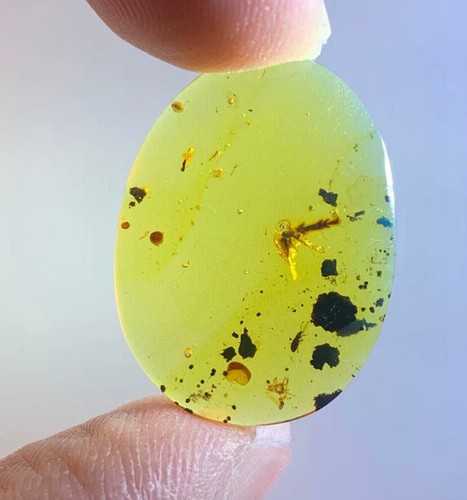 Cretaceous Fossil Burmese amber burmite Lizard bones insect Fossil amber Myanmar - Picture 5 of 8