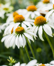 Echinacea 'White Swan' 6 Perennial Large Plug Plants Pack x6