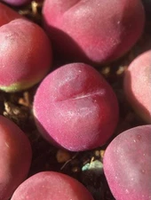 Conophytum maughanii, Randomly Pick , Succulent, Live plants (Large, RED)