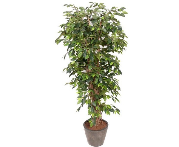 KüNstlicher Ficus Benjamini Multistamm HöHe 150Cm Von Ibizanos-image