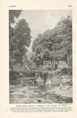 SAMOA MANGOBÄUME FLUSSBRÜCKE UPOLU um 1926 FOTO ILLUSTRATION DRUCK