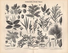 Rośliny dostarczające materiały garbnicze jodła dąb sosna aleppo garbowanie 1895