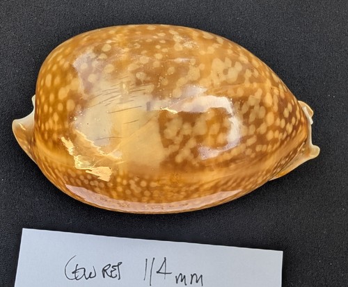 Deer Cowry Cypraea Cervus seashell 114mm N Gulf of MX