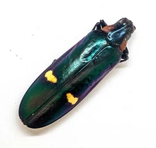 Buprestidae - Beetle - Megaloxantha bicolor nigricornis (MorF) - Tapah -Malaysia