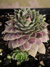 1 Beautiful Color Sempervivum  Succulent Plant Topaz Cluster 4" Pot + Baby Chick