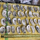 Lot of 44 Oyster Shells 3 3/4 To 6 Inch Long For Craft  Decoupage decoration — photo 5