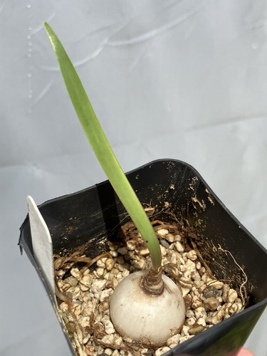 Cyrtanthus (eucallus x flammosus) NBS amaryllis bulb EXTREMELY RARE slow - Picture 14 of 14