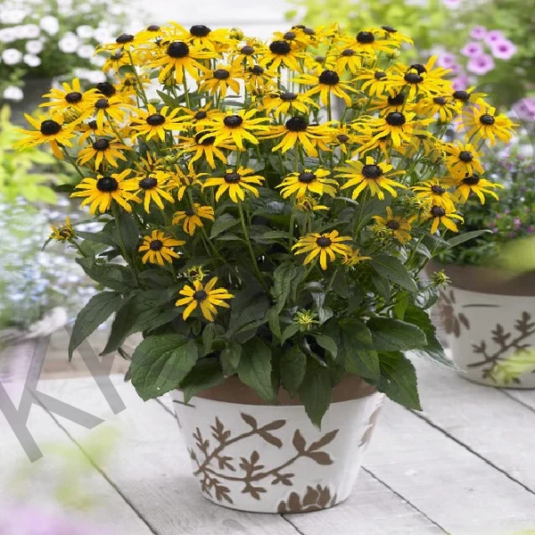 Perennial Flower Self Seeds Black Eyed Susan Live Plant Rudbeckia Hirta 🦋 Plug - Image 4 of 4